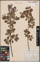 Foto von Salix cinerea L.